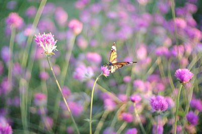 Close-up of butterfly on pink flowers