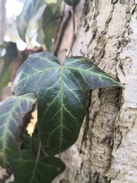 High angle view of leaf on tree trunk