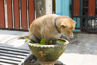 Dog looking at camera