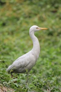 Close-up of bird perching on plant