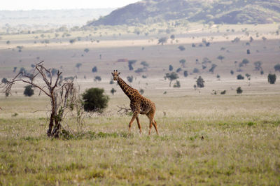 Giraffe standing on grassy field by trees and mountain