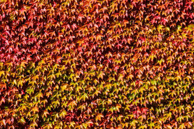 Full frame shot of plants