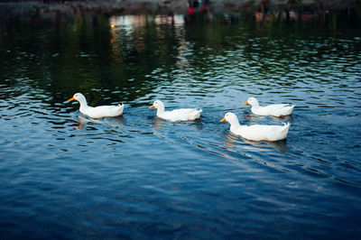 Swans swimming in lake