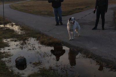 Low section of people with dog walking on road