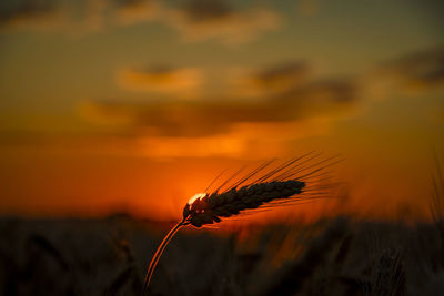 Close-up of wheat growing on field during sunset