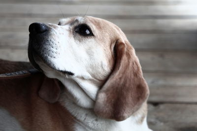 Close-up of dog looking away