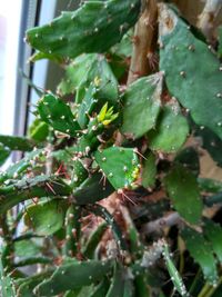 Close-up of wet plant