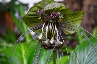 Close-up of flower blooming outdoors