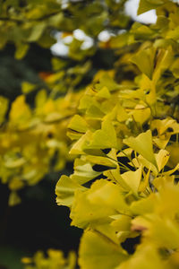 Close-up of yellow flowering plant on field