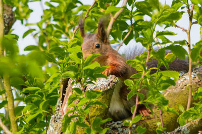 Squirrel perching on branch