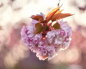 Close-up of pink cherry blossom