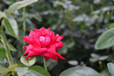 Close-up of pink rose flower