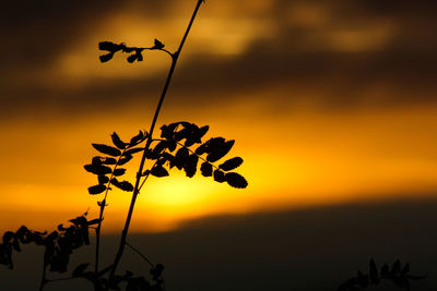 Close-up of silhouette plant against sky at sunset