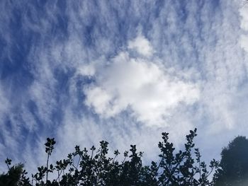 Low angle view of trees against blue sky