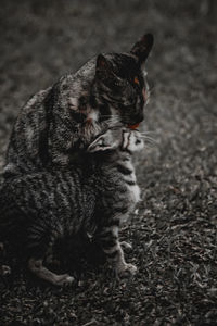 Close-up of a cat looking away