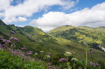 Scenic view of flowering plants and mountains against sky