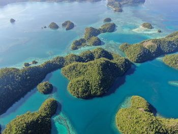 High angle view of coral in sea