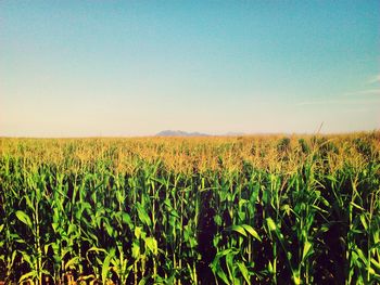 Scenic view of field against clear sky