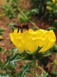 Close-up of bee on yellow flower