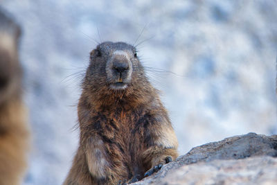 Close-up of a marmot