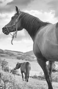 Cow grazing on field against sky