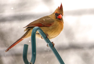 Red bird on high