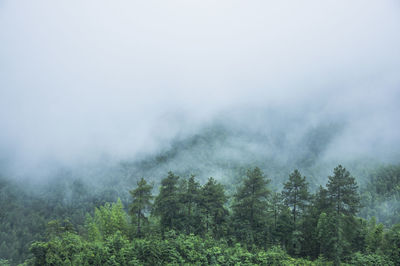 Trees in forest against sky