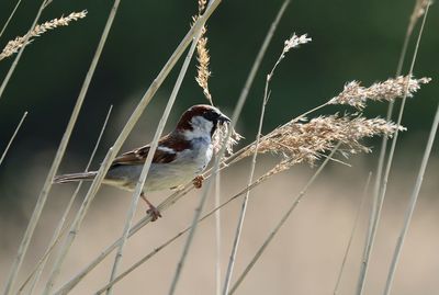 Close-up of bird perching on plant