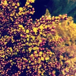 Close-up of yellow flowers