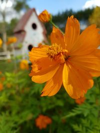 Close-up of day lily blooming outdoors