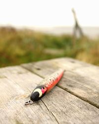 Old fishing bate at the beach