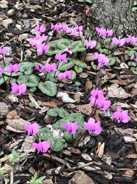 High angle view of crocus blooming on field