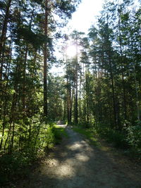 Road amidst trees in forest against sky