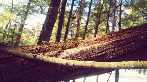 Close-up of tree trunk against sky