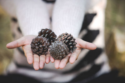 Cropped hand of woman holding pine cone