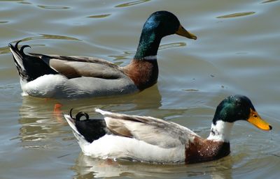 Close-up of mallard ducks on lake