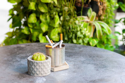 Close-up of potted plant on table