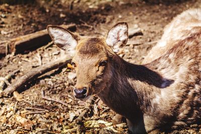 Close-up of deer on field