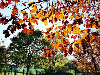 Low angle view of tree in autumn