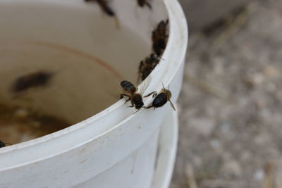 Close-up of bee