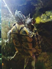 Close-up of turtle swimming in sea