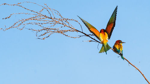 Low angle view of bird flying against clear sky