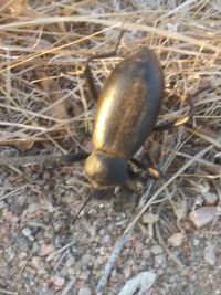 High angle view of insect on land