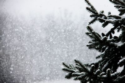 Close-up of pine tree during winter