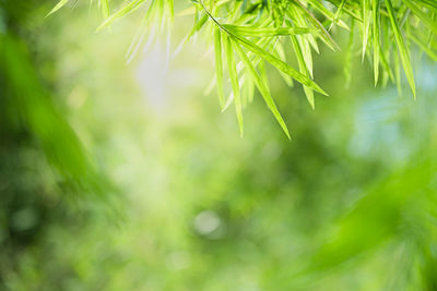 Close-up of fresh green leaves