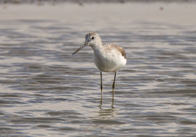 Bird in water