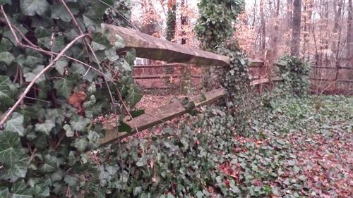 Close-up of ivy growing on tree