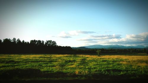 Scenic view of grassy field against sky