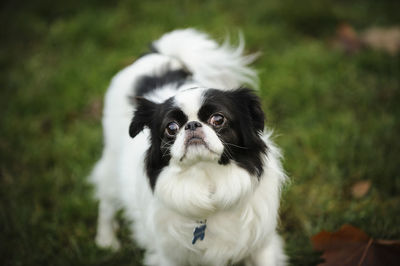 High angle portrait of japanese chin standing on grassy field in park