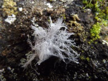 Close-up of rock in water